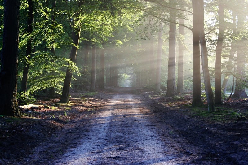 Dark forest